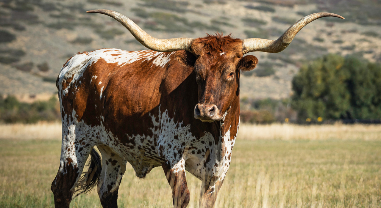 Smile With a Steer