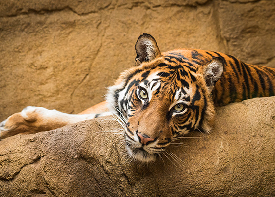 Fort Worth Zoo